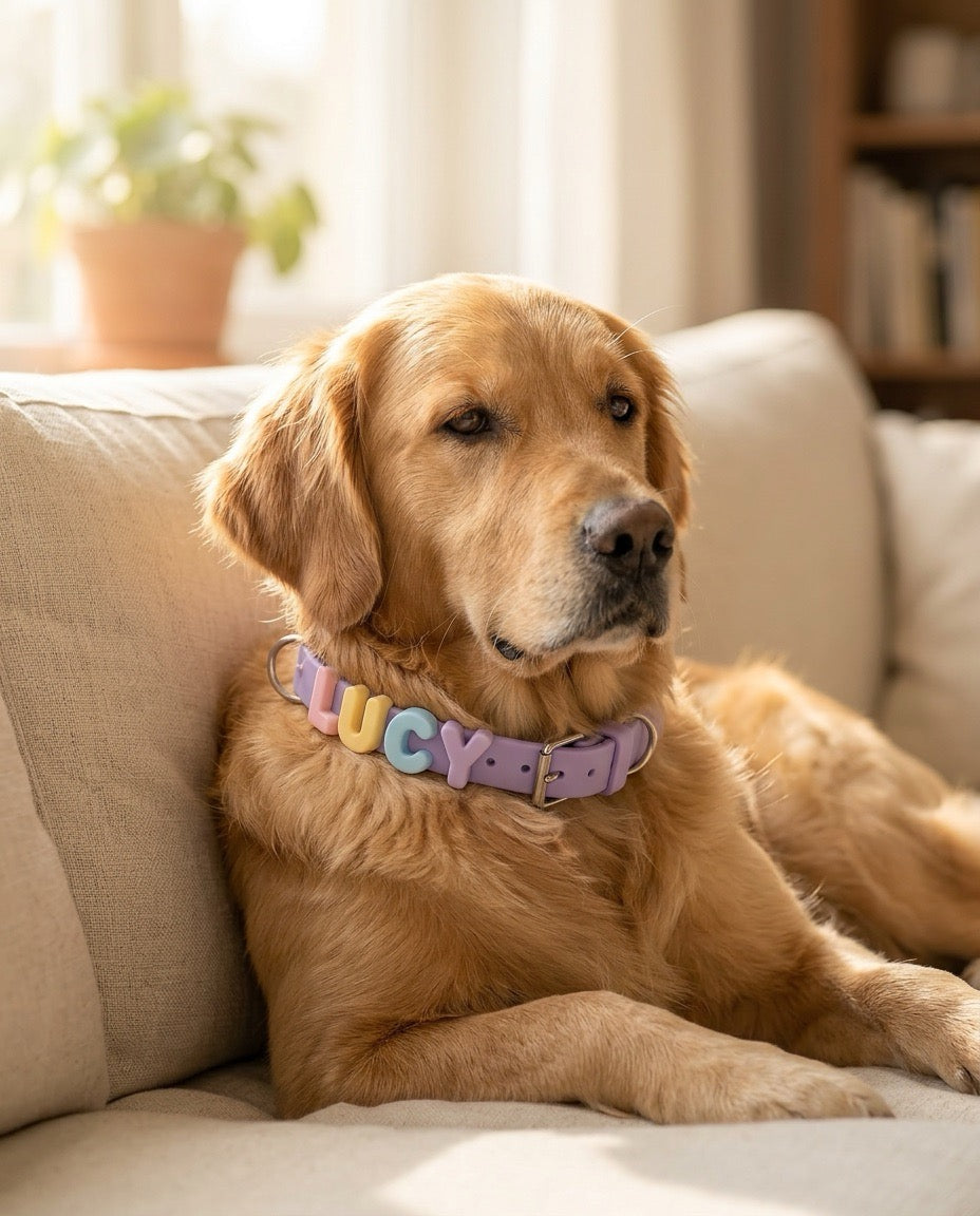 PawCharms pakabučiai — Dideli (M/L)